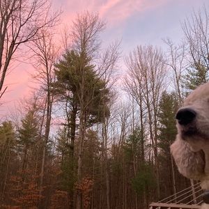 8 Jadeite plates- for Evelyn